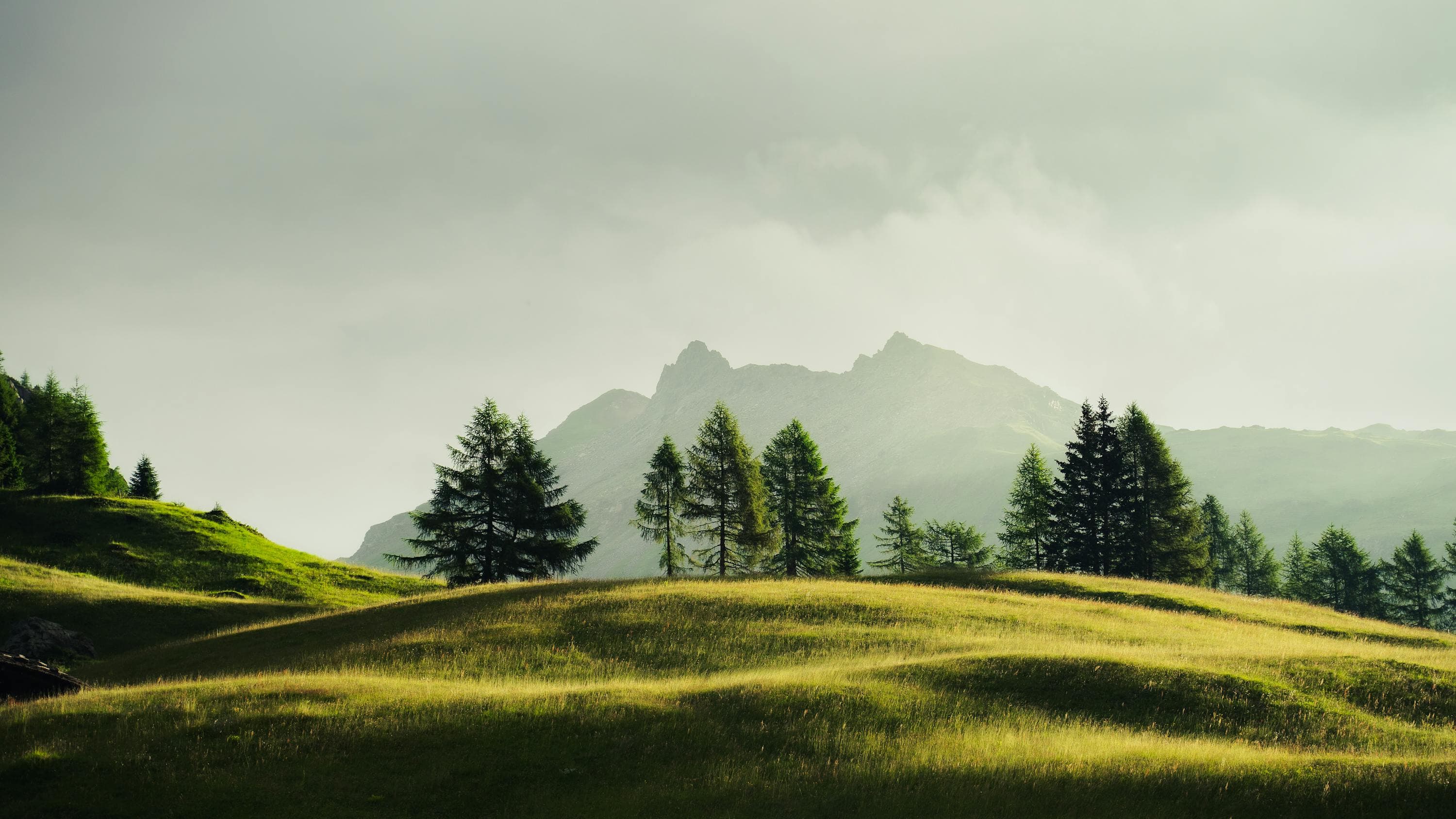 Misty mountain landscape with evergreen trees